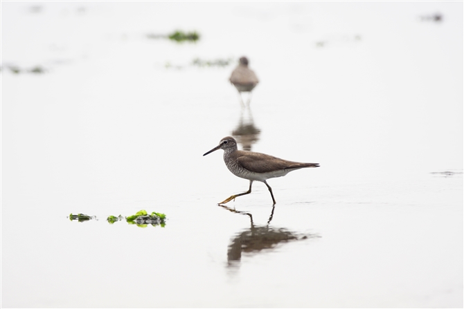 LAVVM,Grey-tailed Tattler